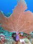 AmbergrisCaye05 - 110